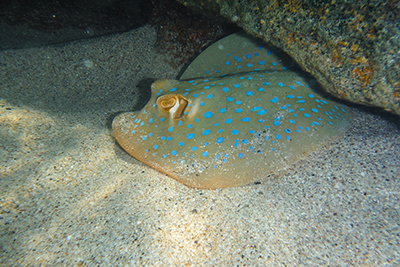 Ray, hiding under a rock.  Queensland Great Barrier Reef.