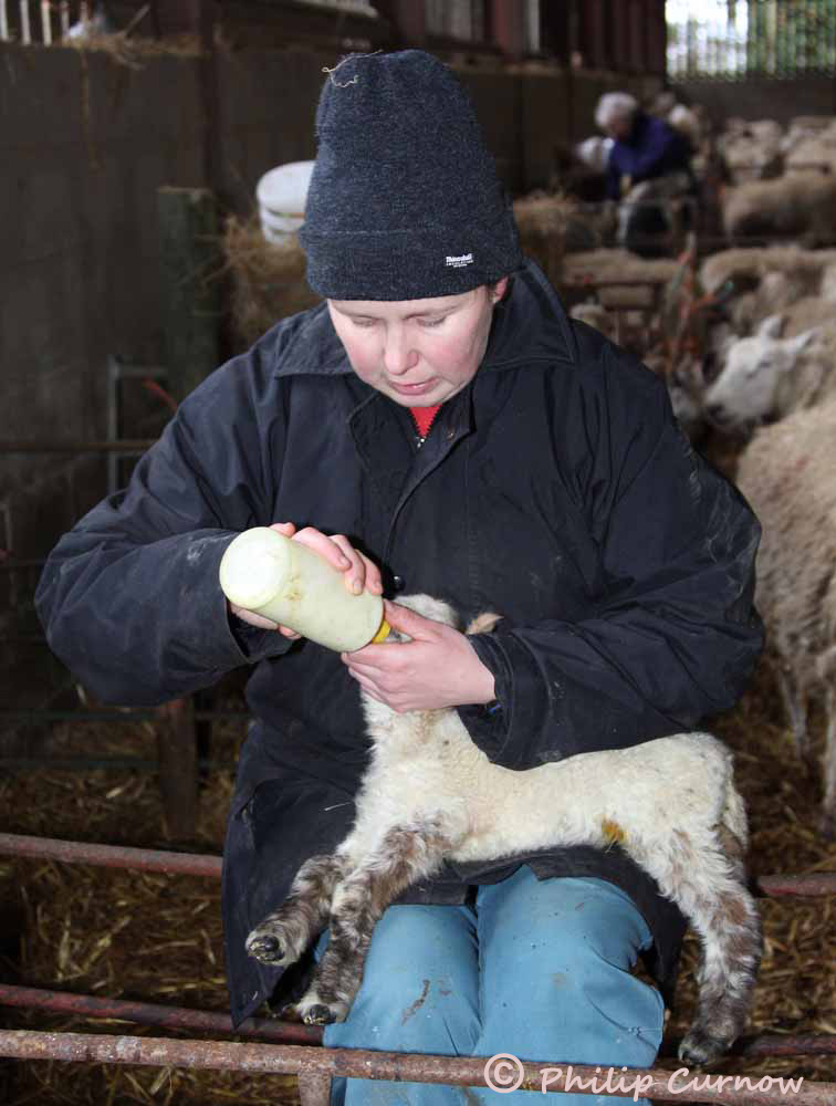 Lambing Time at Fedw Farm. A photographic project investigating the true makers of our national wealth - the workers, not the pen-pushers.