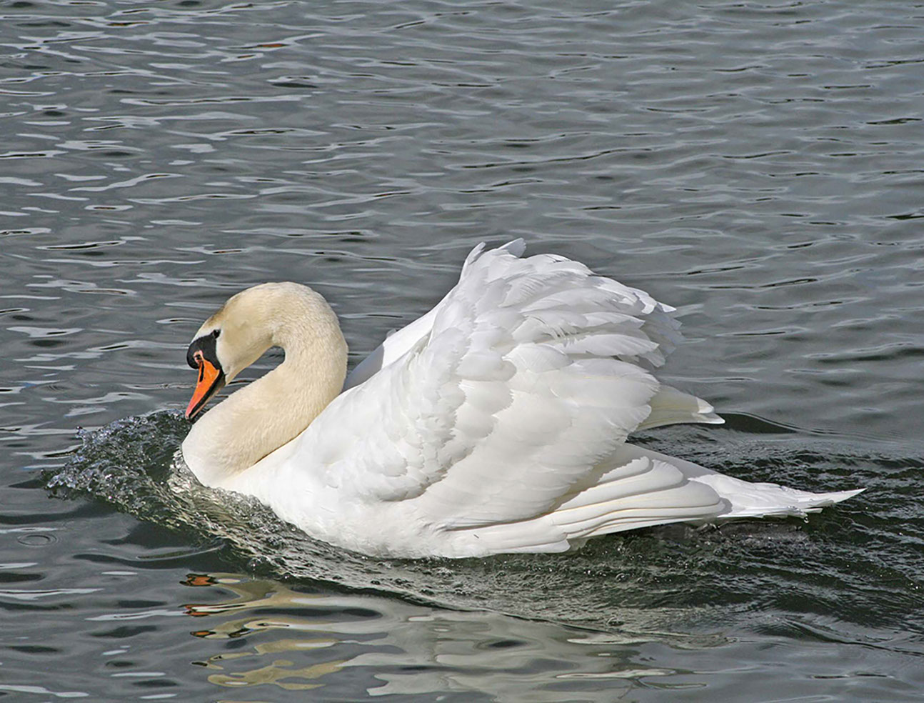 Swan swimming on Llandrindod Wells Lake