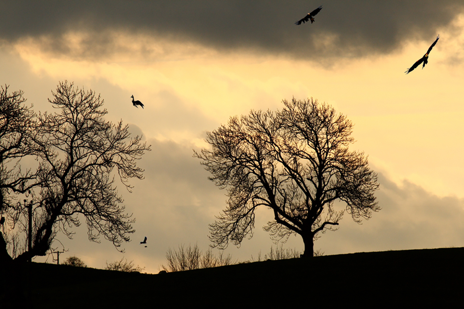 Red Kites having a last fly-around on a Winters' evening, near Knighton on the Radnor / Hereford borders.